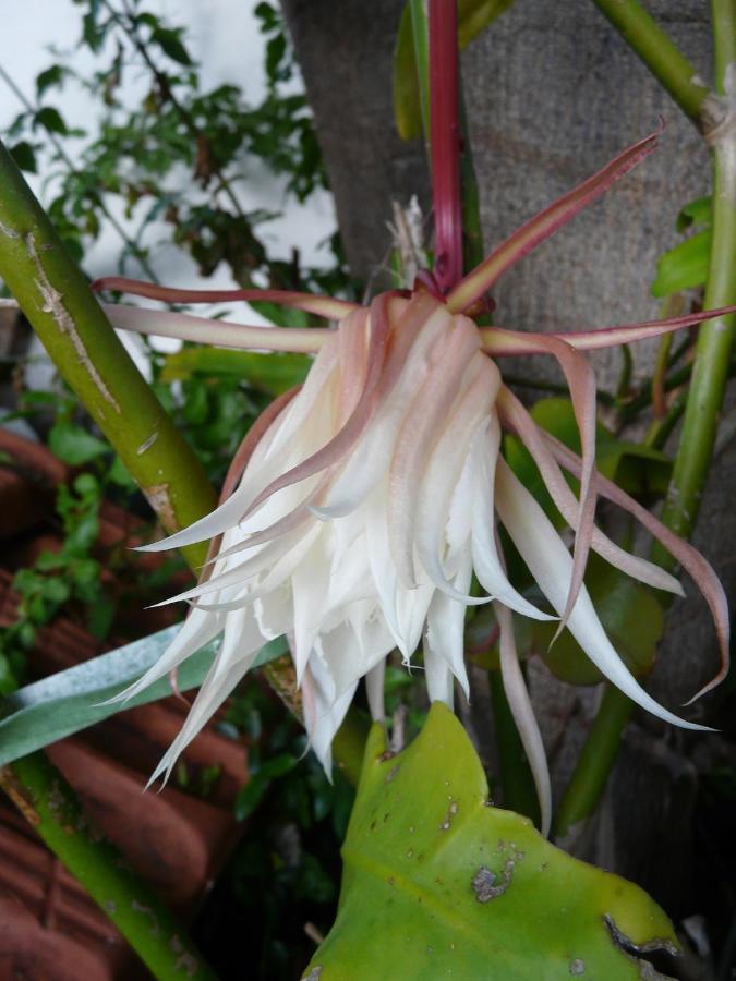 Casa Flora Garden Studio 绍萨尔 外观 照片